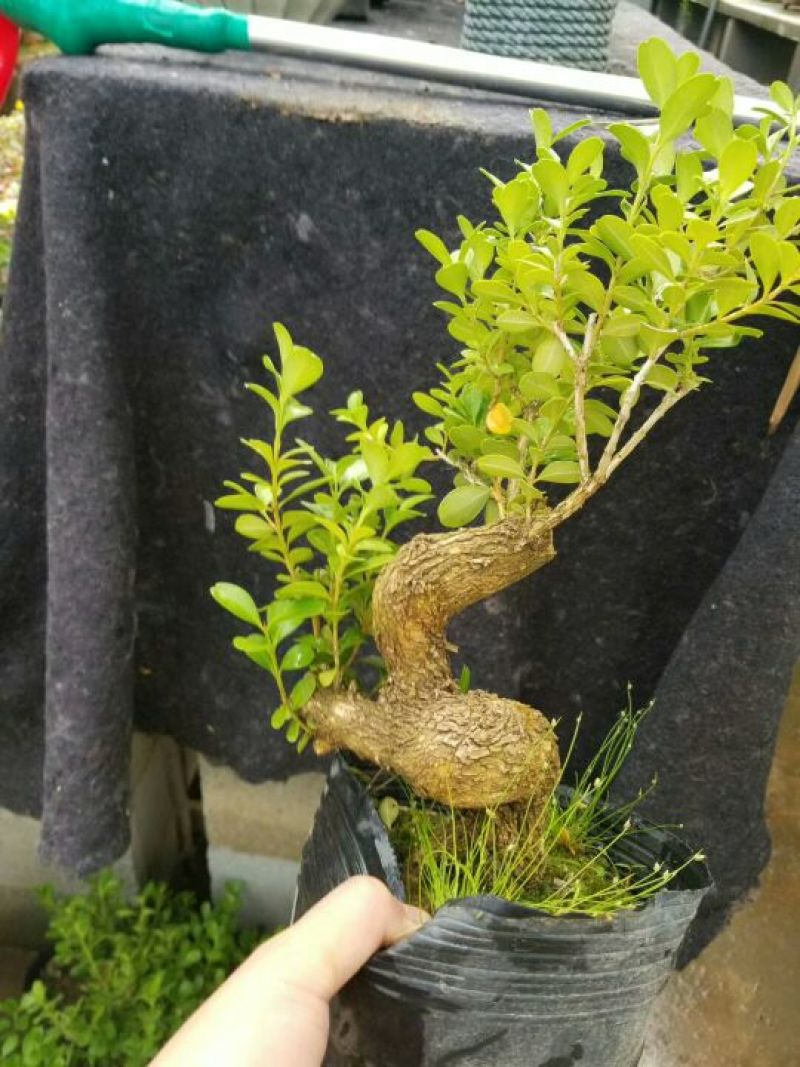 黄杨