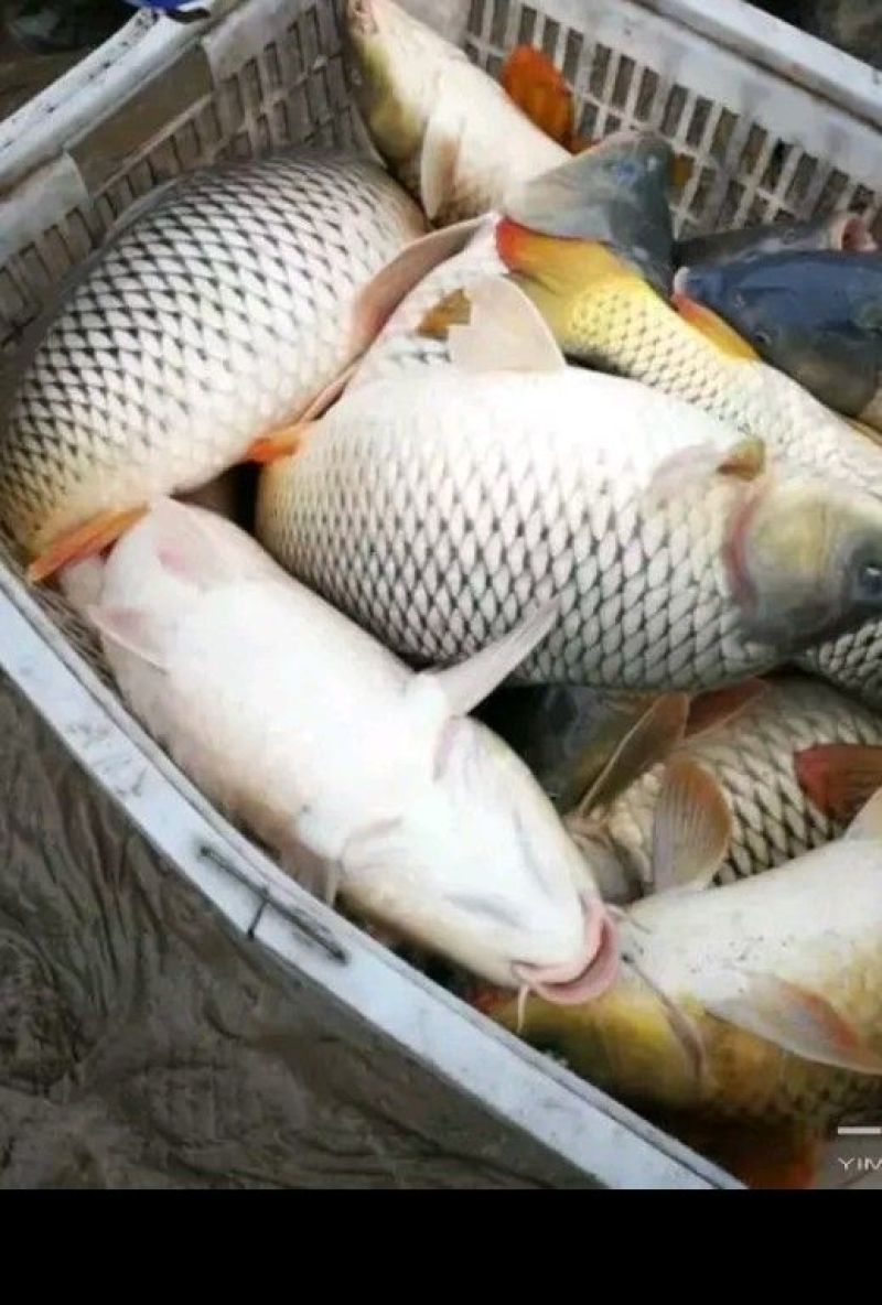 大鲤鱼5000斤