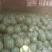 2025精品京欣西瓜，甜王西瓜，产地直供，代发全国