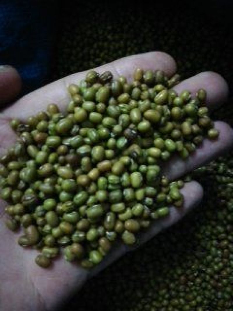 熟绿豆