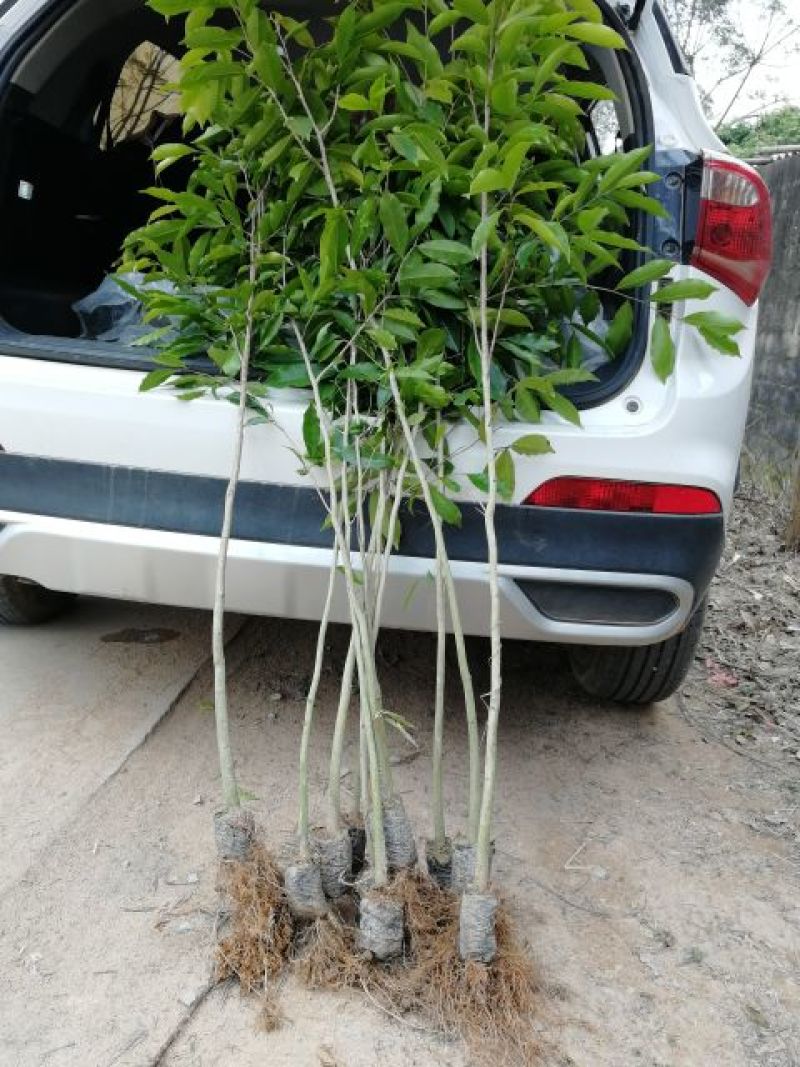 沉香树苗100cm-150公分一手货源基地直发