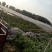 砀山万亩京欣开始大量上市