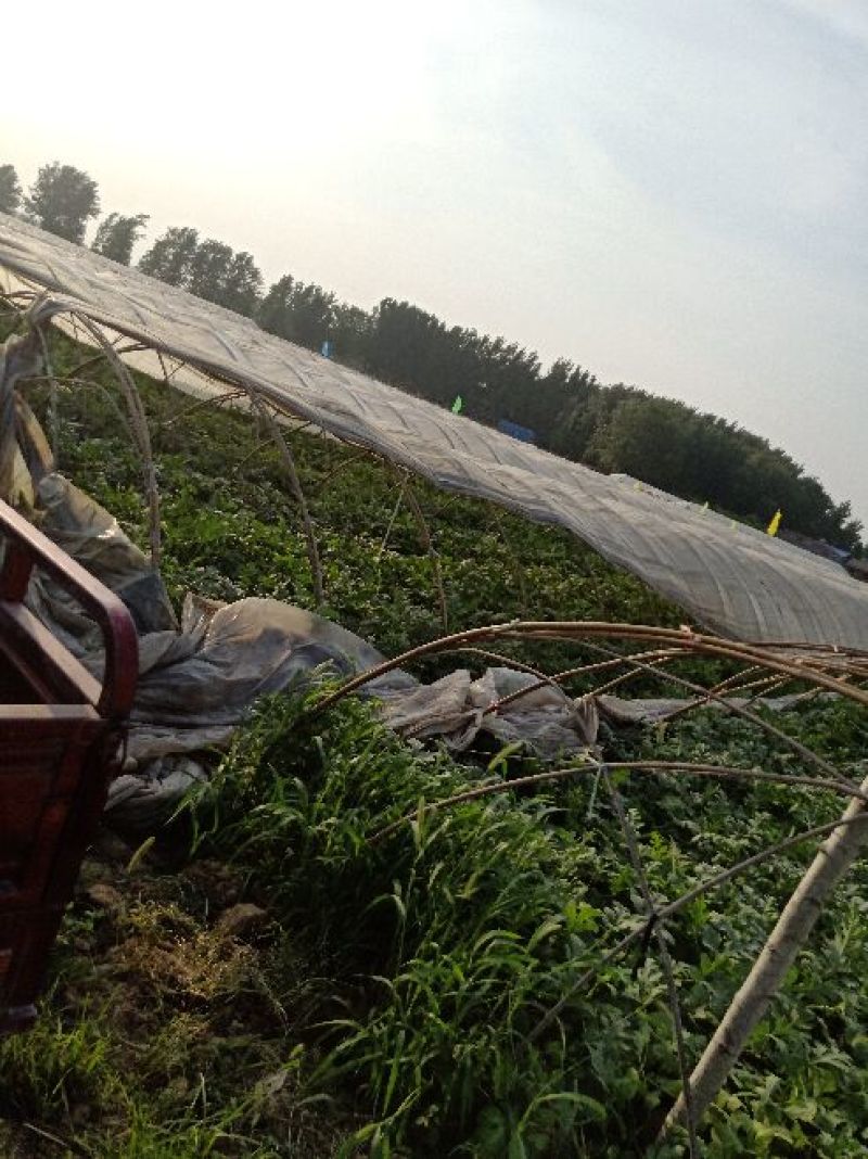 砀山万亩京欣开始大量上市