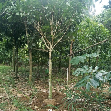 萍婆十公分