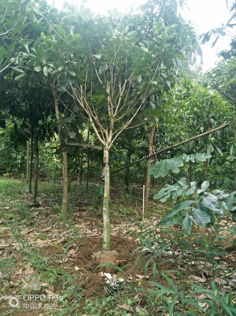 萍婆十公分