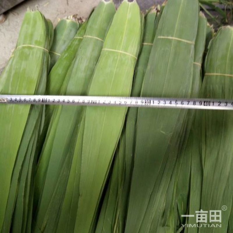 粽叶芦苇叶