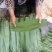 粽叶芦苇叶