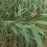 粽叶芦苇叶