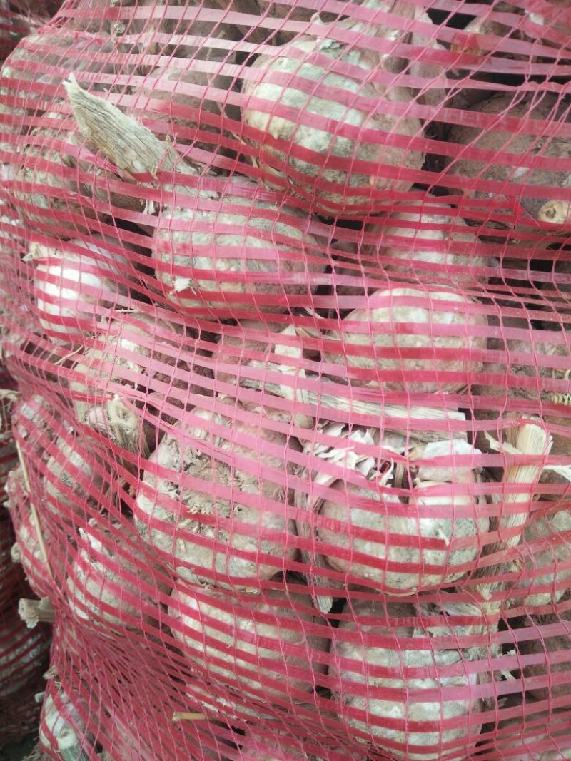 优质大蒜