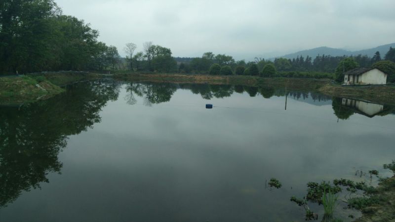 小龙虾苗龙虾苗虾苗