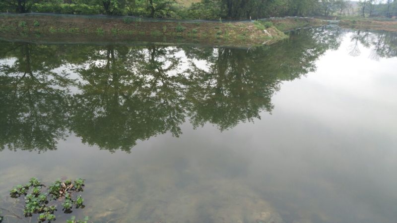 小龙虾苗龙虾苗虾苗