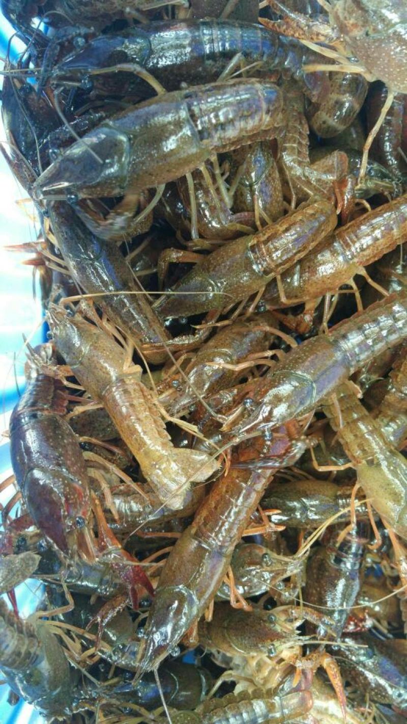 小龙虾苗龙虾苗虾苗