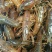 小龙虾苗1-2钱深水虾苗