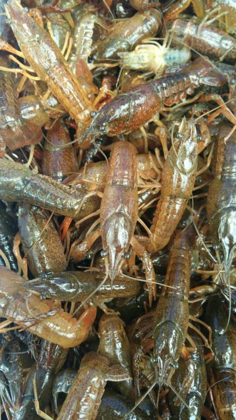 小龙虾苗1-2钱深水虾苗