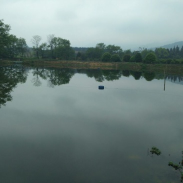 小龙虾苗1-2钱深水虾苗