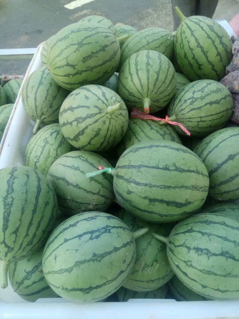 精品吊瓜
