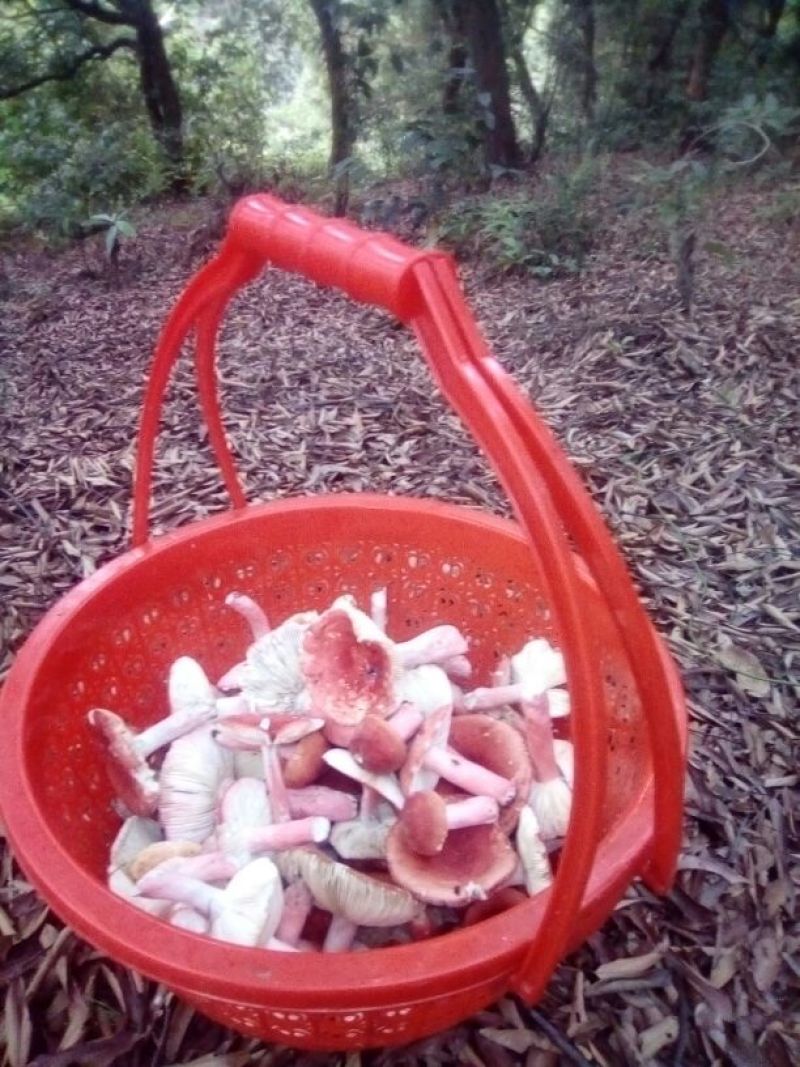野生红菌
