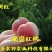 脆密红桃（红不软品系）