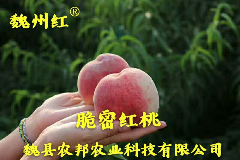 脆密红桃（红不软品系）