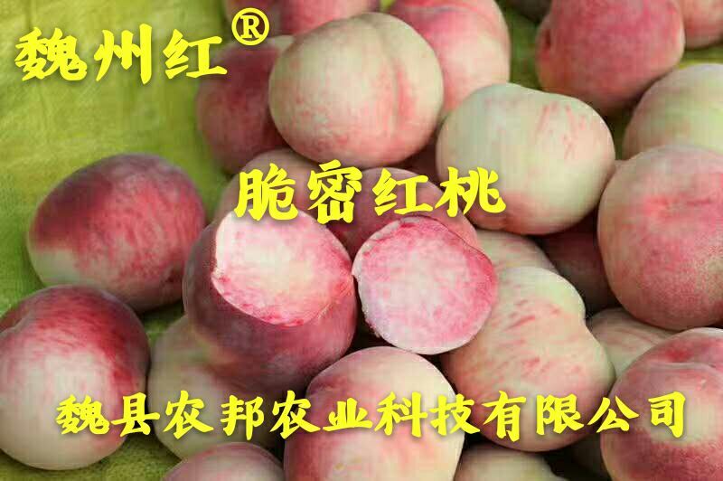 脆密红桃（红不软品系）