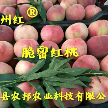 脆密红桃（红不软品系）