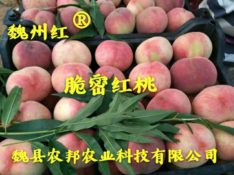 脆密红桃（红不软品系）