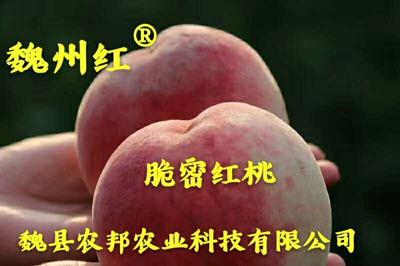 脆密红桃（红不软品系）
