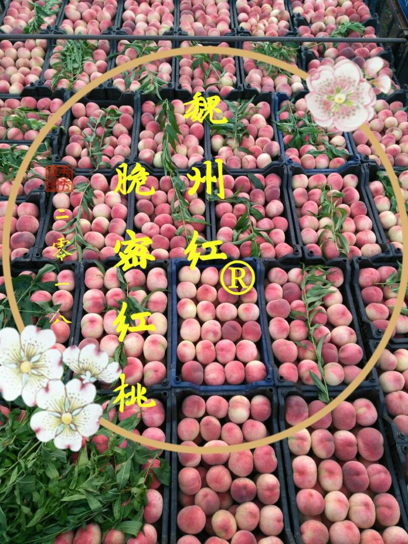 脆密红桃（红不软品系）