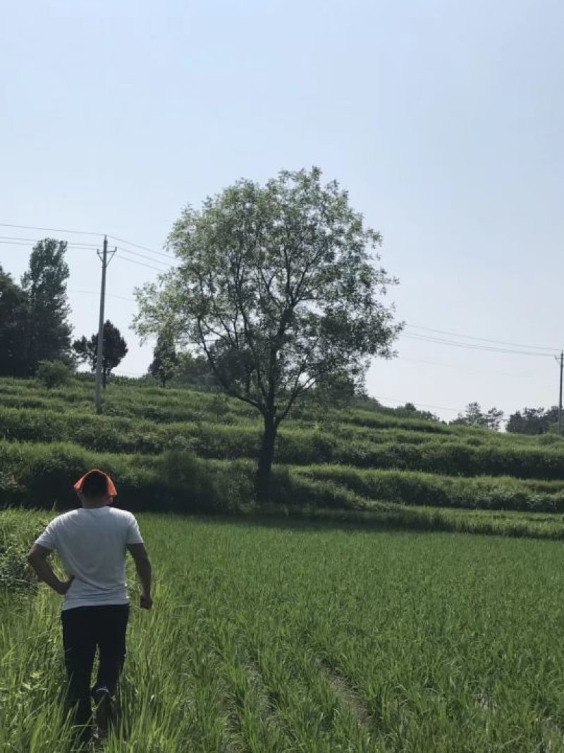黄连木供货价