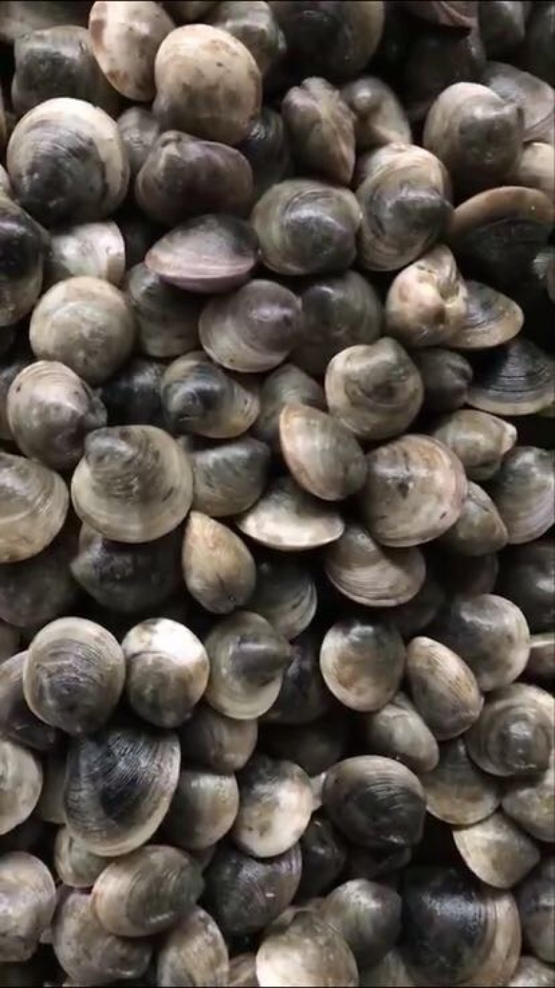常年供应，蛤蜊，铁哈，黑蛤蜊食用鲜活