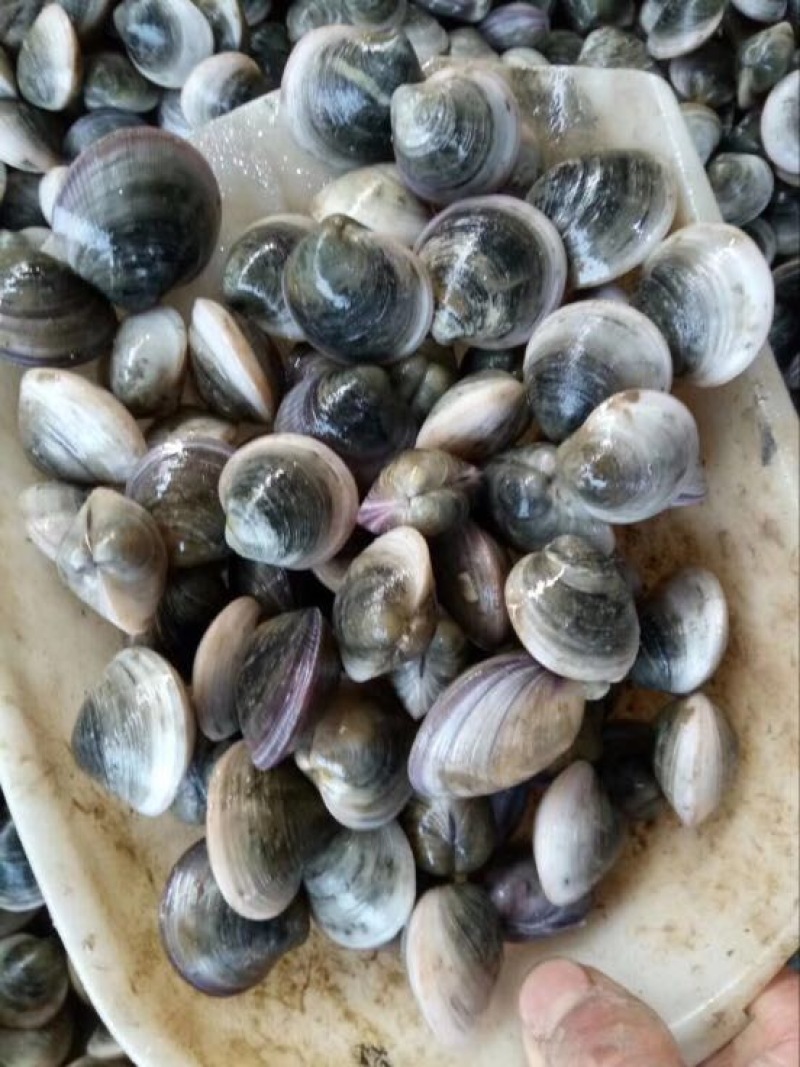 常年供应，蛤蜊，铁哈，黑蛤蜊食用鲜活