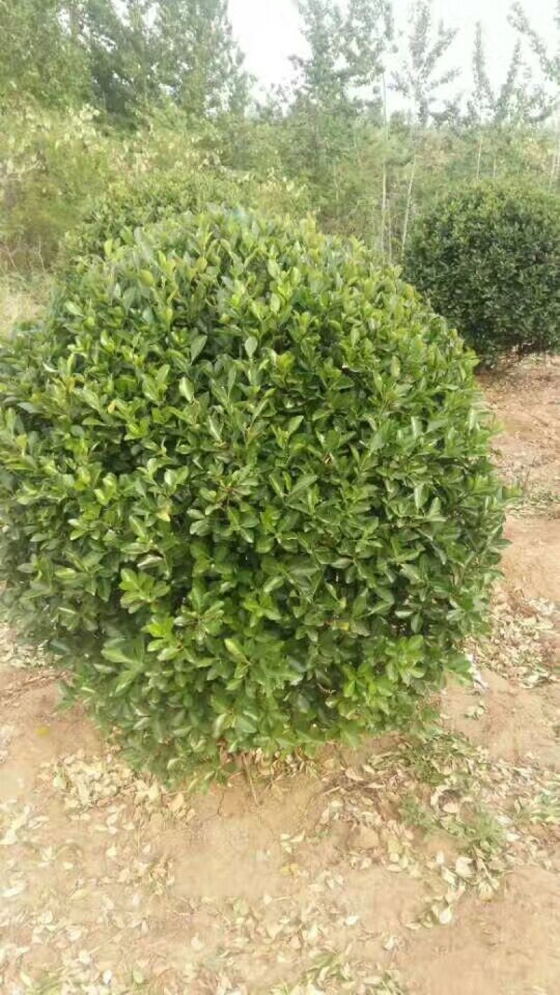 大叶黄杨球4~6cm4cm以下