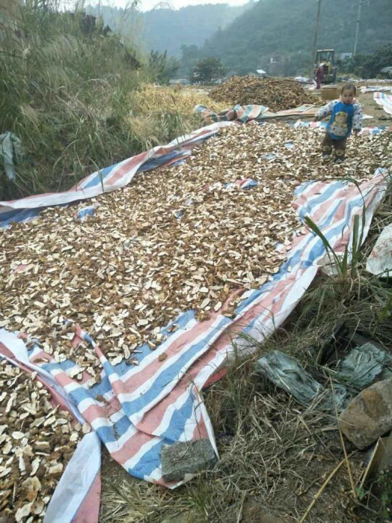 土茯苓大片，大量供应！优质
