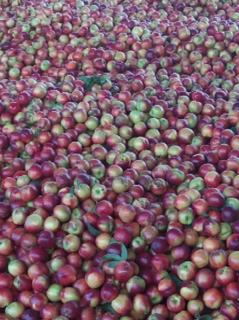 油桃
