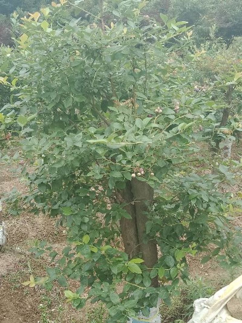 乌饭树嫁接蓝莓