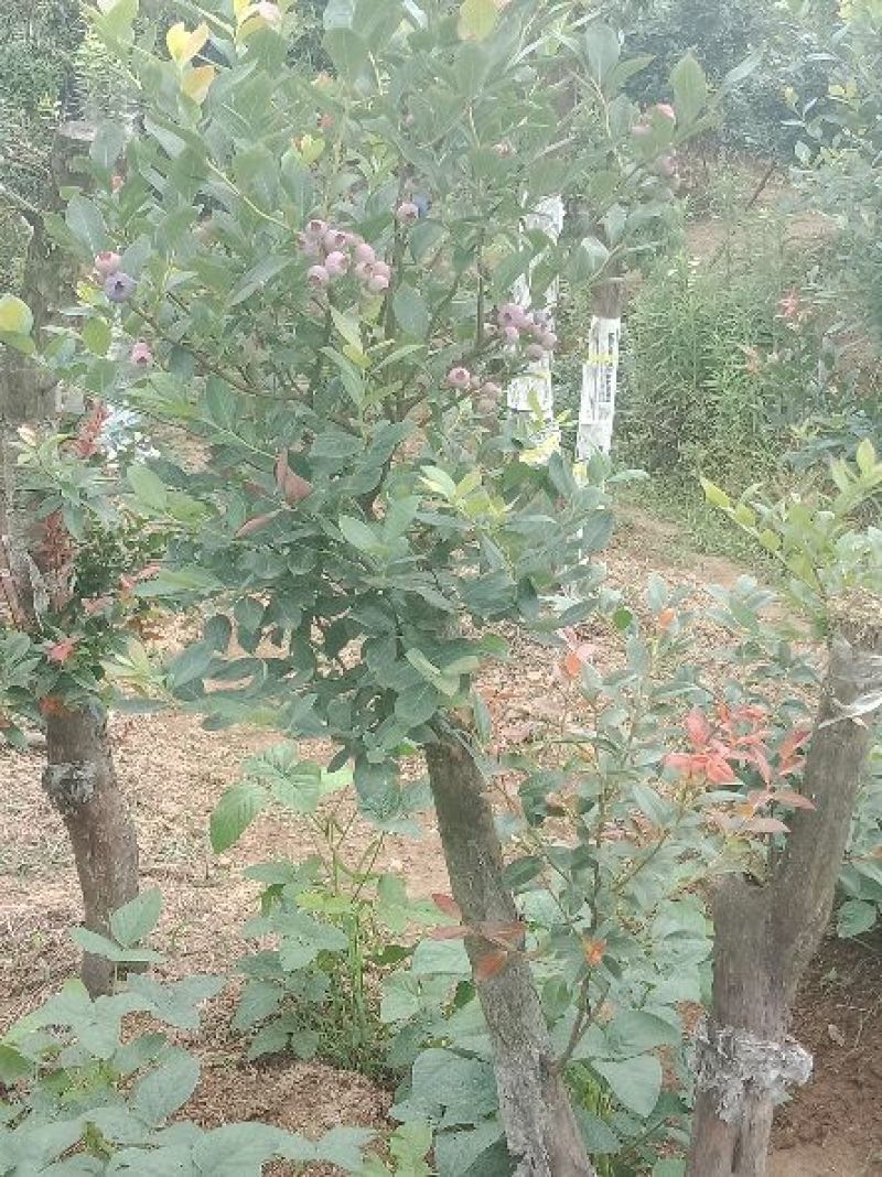 乌饭树嫁接蓝莓