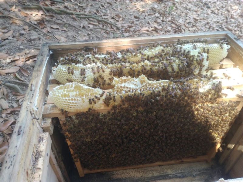 蜜蜂平箱装