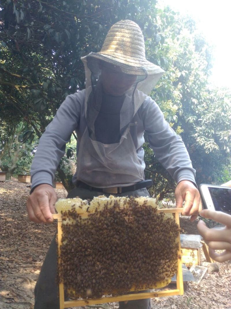 蜜蜂平箱装