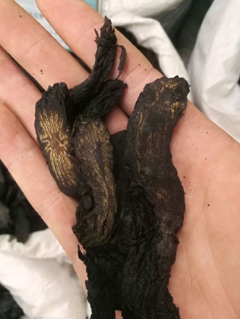 大芸肉苁蓉油性肉苁蓉个子片子
