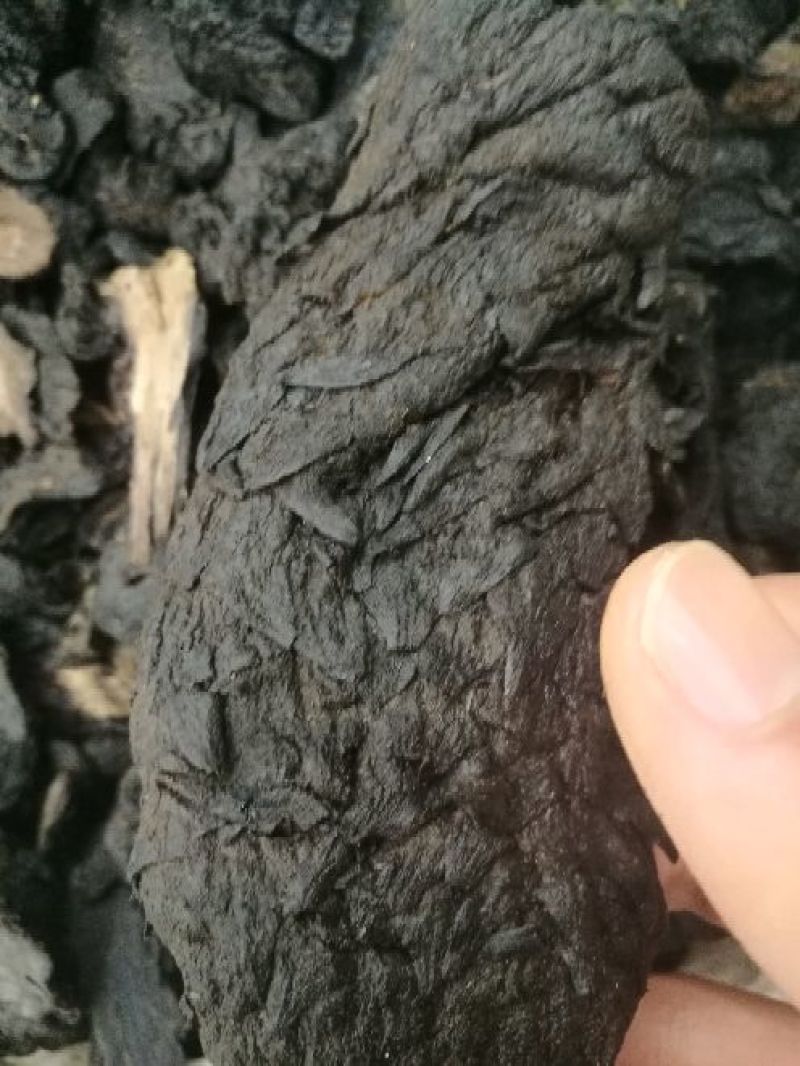 大芸肉苁蓉油性肉苁蓉个子片子