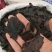 大芸肉苁蓉油性肉苁蓉个子片子