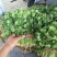 辽宁凌海3000亩大叶香菜