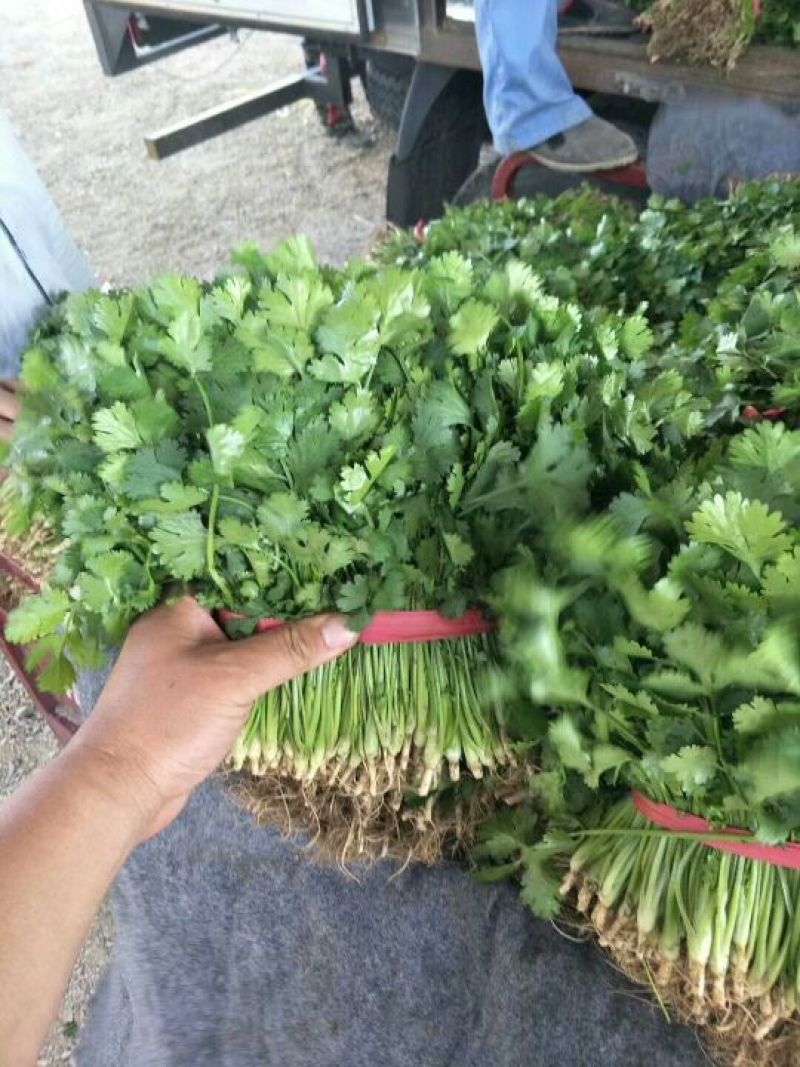辽宁凌海3000亩大叶香菜