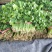 辽宁凌海3000亩大叶香菜