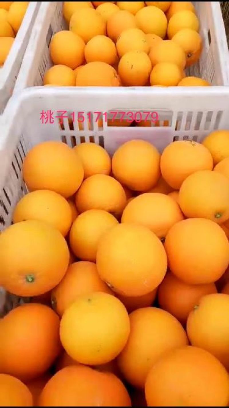 伦晚，物美价廉看货采摘，保质保量，诚信经营。