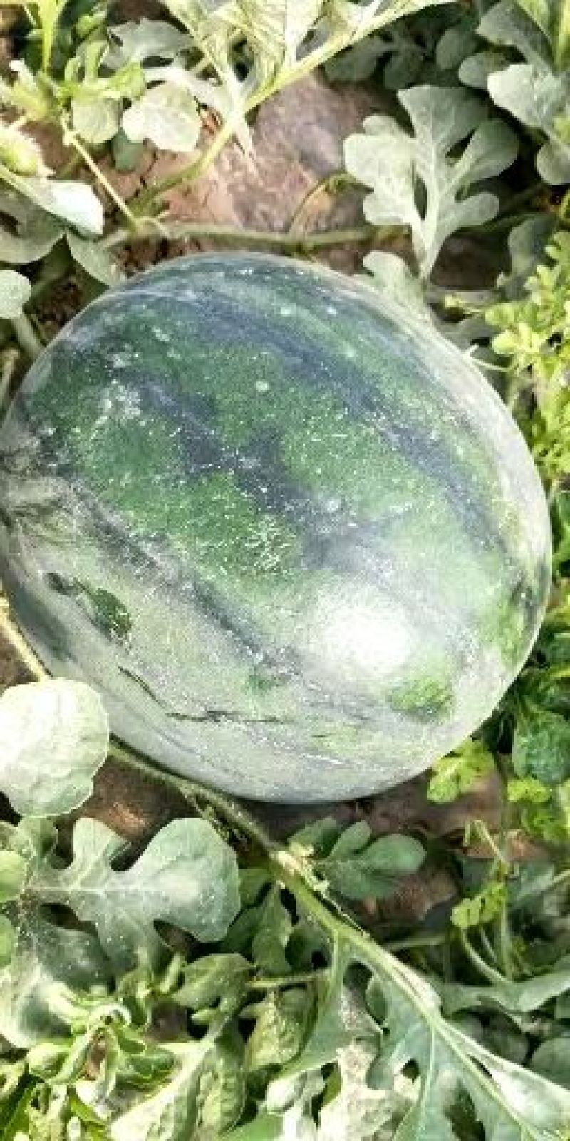 花无子西瓜批发，大棚花无子西瓜产地花无子西瓜行情