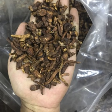 蒲公英根蒲公英茶