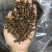 蒲公英根蒲公英茶