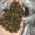 蒲公英根蒲公英茶