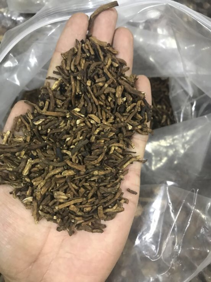 蒲公英根蒲公英茶